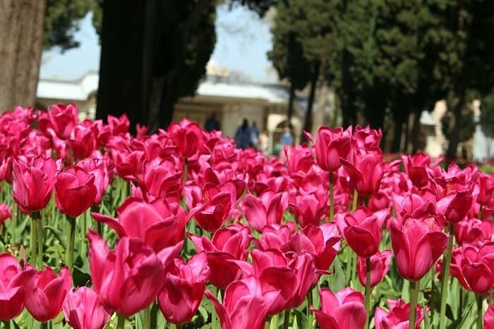 为什么郁金香是土耳其的象征？土耳其国花：郁金香