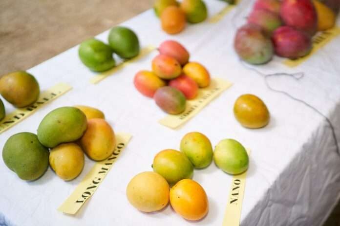 七月是尼维斯的芒果节