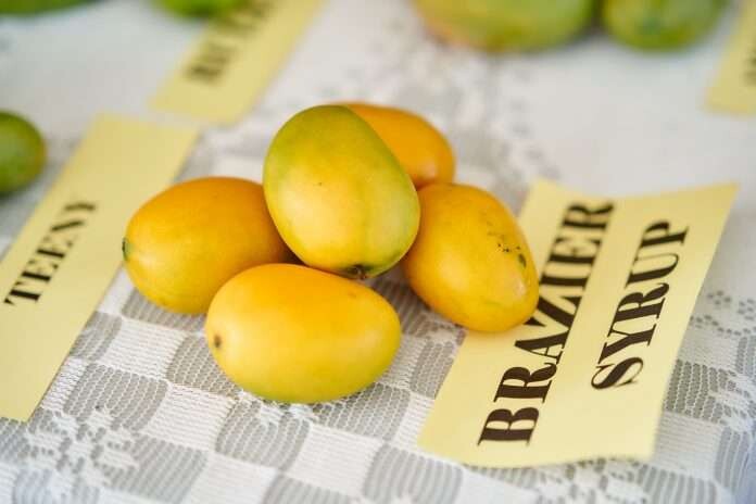 圣基茨和尼维斯水果节有助于激发当地农产品消费兴趣
