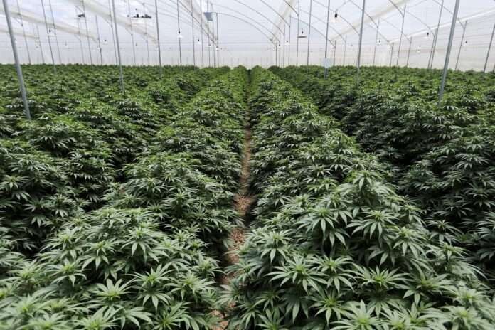 圣基茨和尼维斯将大麻种植视为新的长期收入来源，替代投资入籍CBI