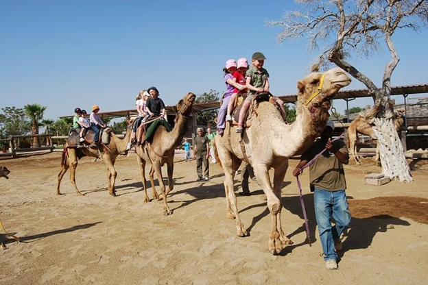 神奇的骆驼园：塞浦路斯马佐托斯骆驼公园                                 