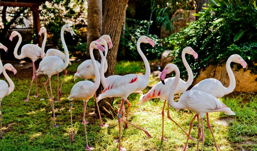 孩子们的乐园：塞浦路斯动物园、庄园和马场有什么乐趣?                                 